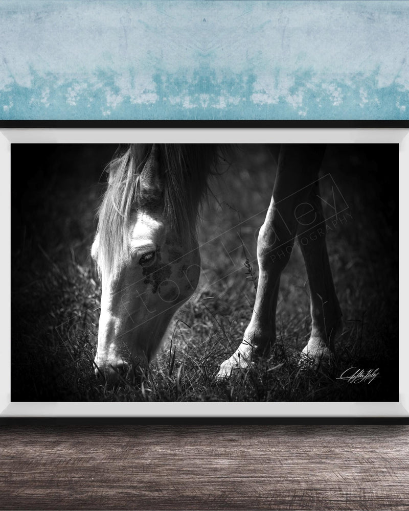 A black and white photograph of a horse grazing in a grassy field, with a blue textured background.
