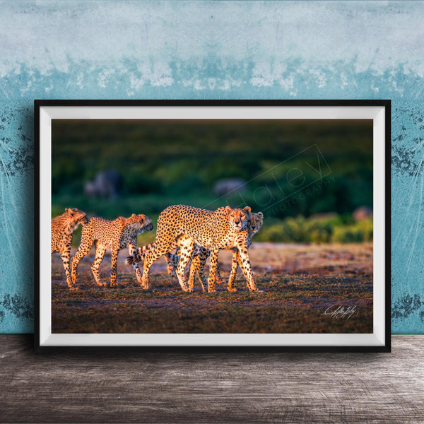 A framed photograph of three cheetahs walking across a grassy field, with a blue wall in the background.
