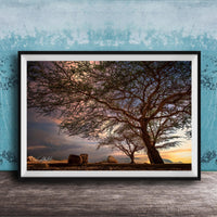 A framed photograph depicting a serene landscape with a large tree silhouetted against a colorful sunset sky, with rocks and a calm body of water in the foreground.