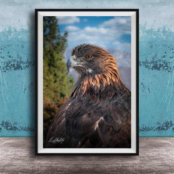 A framed photograph of a majestic golden eagle, its piercing gaze and powerful wingspan captured in a striking image.
