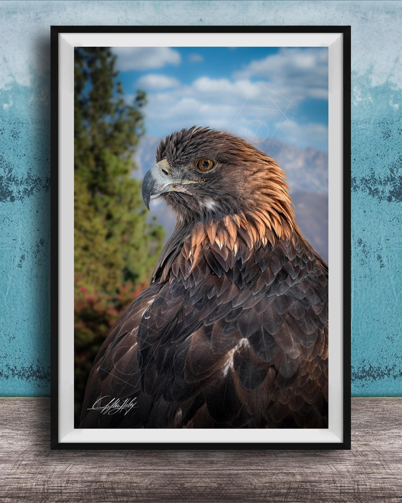 A framed photograph of a majestic golden eagle, its piercing gaze and powerful wingspan captured in a striking image.