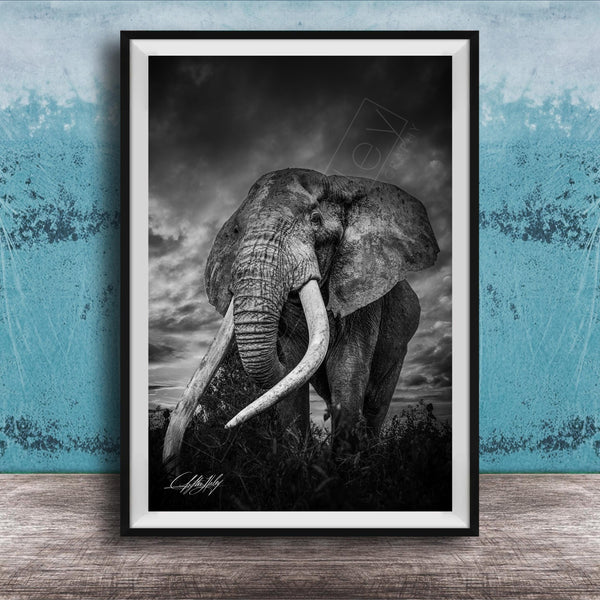 A majestic elephant stands tall in a grassy field, its large tusks and trunk prominently displayed against a dramatic cloudy sky.