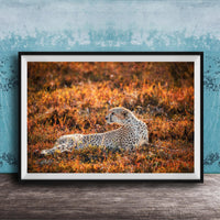 A cheetah resting in a field of orange and yellow grass, with a blue wall in the background.