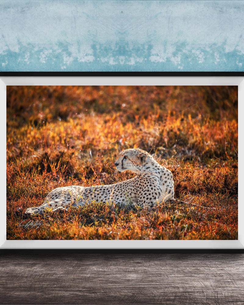 A cheetah resting in a field of orange and yellow grass, with a blue wall in the background.