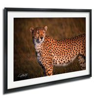 A cheetah standing in a grassy field, its spotted coat blending with the natural surroundings.