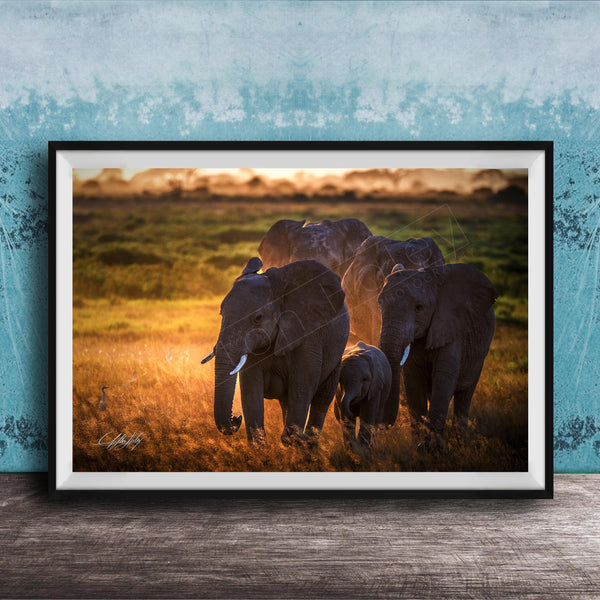 A group of elephants standing in a grassy field, with the sun setting in the background.