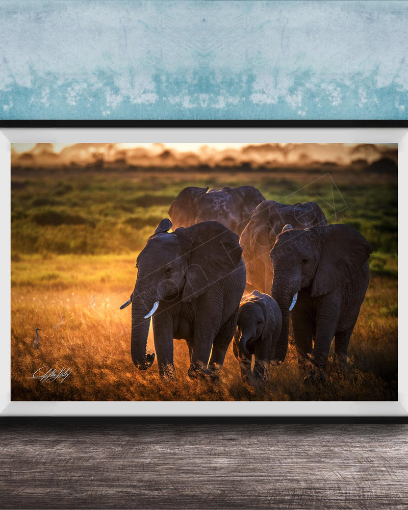 A group of elephants standing in a grassy field, with the sun setting in the background.