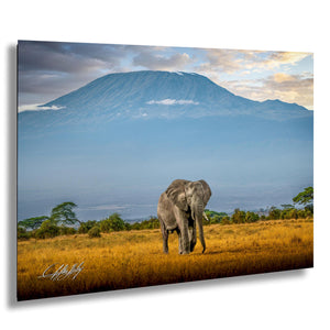 A lone elephant stands in a golden grassy field, with a majestic mountain range in the background under a cloudy sky.