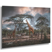 A group of giraffes and zebras standing together in a natural setting, with a cloudy sky in the background.
