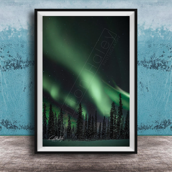 a night sky with a stunning display of the northern lights, featuring a vibrant green and blue aurora borealis. The scene is set against a backdrop of a forest of tall, dark-green trees, creating a serene and captivating atmosphere.