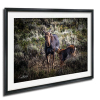 A mother moose and her calf standing in a grassy field with shrubs and trees in the background.