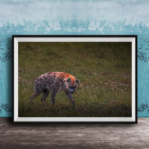 This fine art wildlife photograph captures a striking moment in the Maasai Mara, where a lone hyena pauses mid-step and meets the viewer with a powerful, unforgettable gaze. Often misunderstood, the hyena represents intelligence, resilience, and survival within the African safari ecosystem. This piece is perfect for collectors who appreciate raw, authentic wildlife moments and want to bring depth, character, and conversation into their home or office décor.
