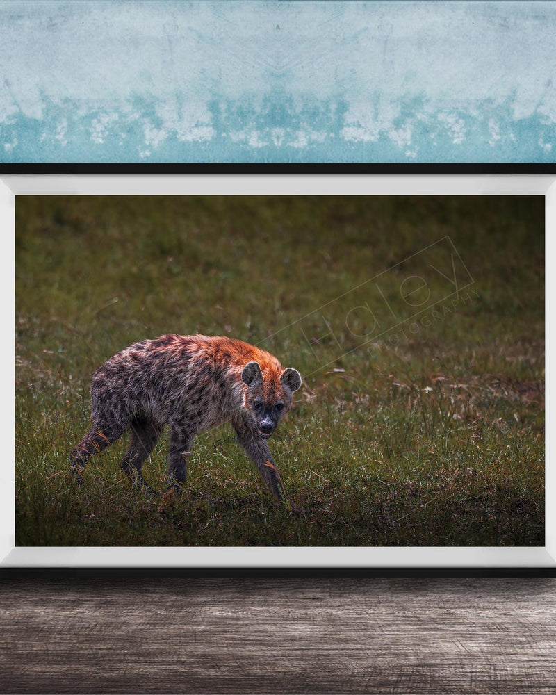 This fine art wildlife photograph captures a striking moment in the Maasai Mara, where a lone hyena pauses mid-step and meets the viewer with a powerful, unforgettable gaze. Often misunderstood, the hyena represents intelligence, resilience, and survival within the African safari ecosystem. This piece is perfect for collectors who appreciate raw, authentic wildlife moments and want to bring depth, character, and conversation into their home or office décor.