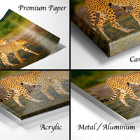 The image is a collage of four photos depicting cheetahs in various settings, including a close-up of their tails and a landscape with grass.