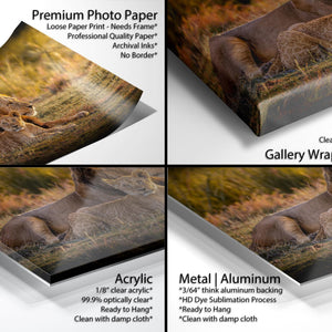 The image is a collage of four photos featuring a lion resting in a grassy field. The collage includes three close-up shots of the lion and one wide shot of the lion in a more expansive setting. The collage also includes text descriptions of the photos, such as "Premium Photo Paper Loose Paper Print" and "Gallery Wrapped Canvas".