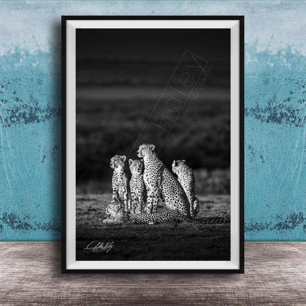 A group of five cheetahs sitting together in a field, with a blue wall in the background.