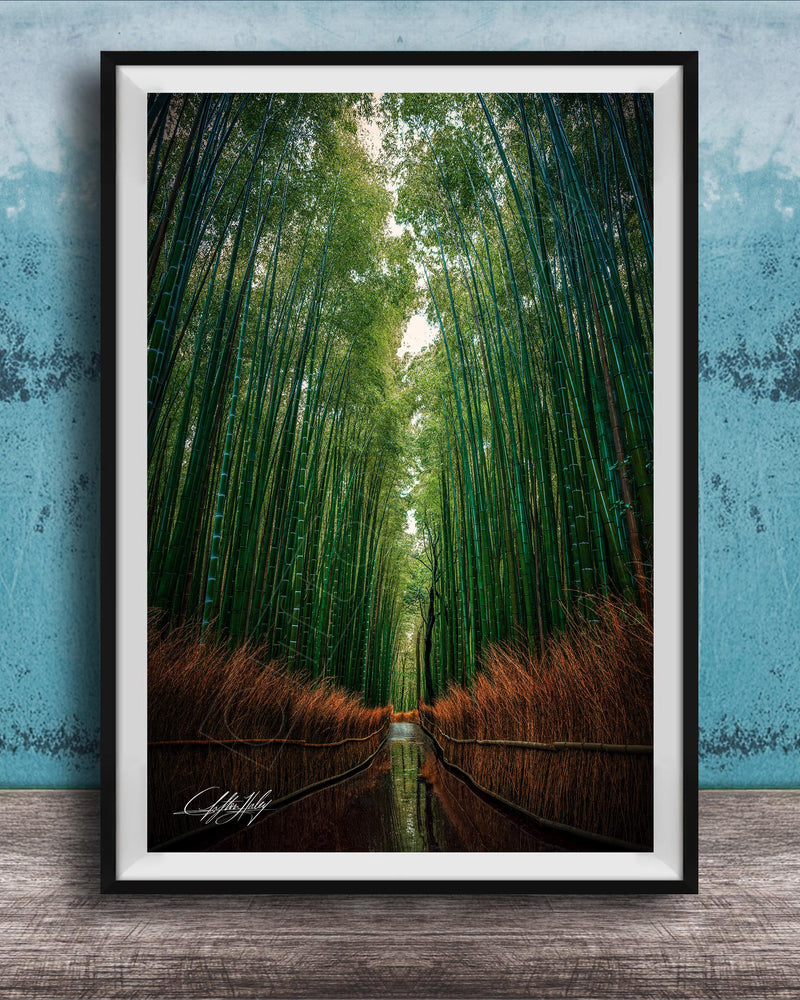 A framed photograph of a serene bamboo forest, with tall green bamboo stalks stretching out into the distance and a small stream running through the center of the frame.