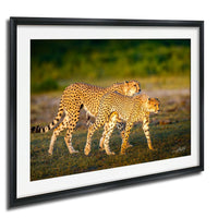 Two cheetahs walking together in a grassy field, with one slightly ahead of the other.
