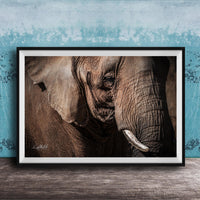 A close-up photograph of an elephant's face, with its large ears and tusks prominently featured against a blue textured background.