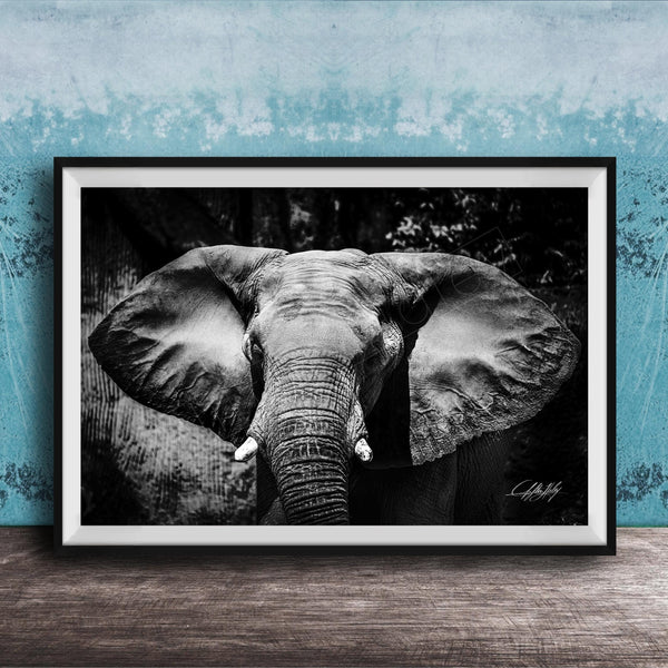 A black and white photograph of an elephant's head and ears, displayed in a framed artwork on a wooden surface against a blue textured background.