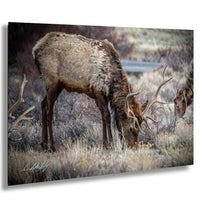 A large brown elk with large antlers grazing in a grassy field.