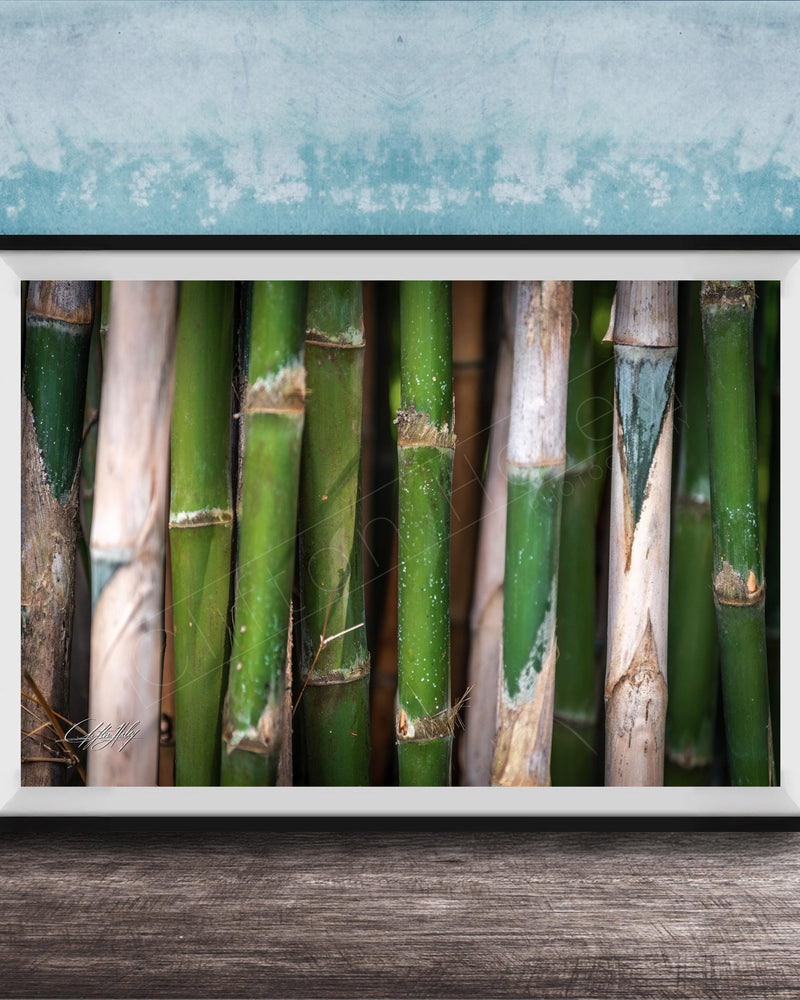 A framed photograph of a close-up view of green bamboo stalks against a blue background.