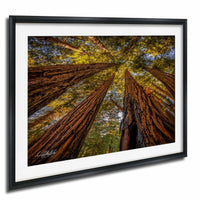 a dense forest with towering redwood trees reaching up towards the sky, creating a sense of depth and scale.