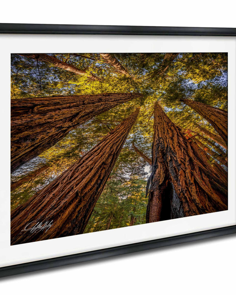 a dense forest with towering redwood trees reaching up towards the sky, creating a sense of depth and scale.