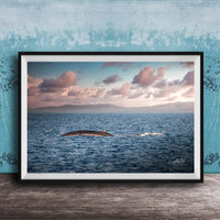 A framed photograph of a whale swimming in the ocean, with a beautiful sunset sky in the background.