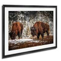 Two bison grazing in a snowy forest.