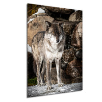 A gray wolf standing on a rock in a rocky area with snow and trees in the background.
