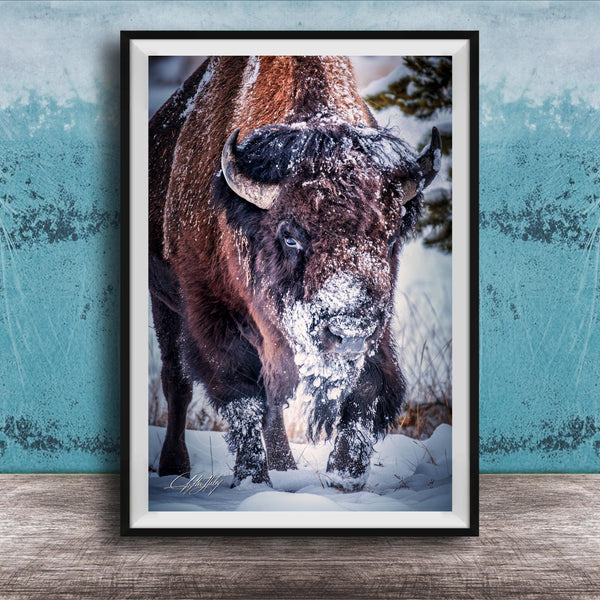 A close-up photograph of a bison standing in the snow, with its head and horns covered in snow.