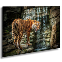 A tiger standing on rocks near a waterfall, with its mouth open and appearing to growl.
