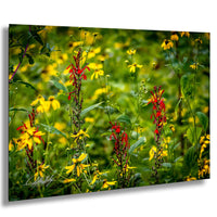 A vibrant field of yellow and red flowers, with the colors contrasting beautifully against the lush green foliage.