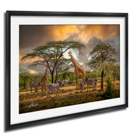 A framed photograph depicting a group of zebras and giraffes in a natural setting, with a cloudy sky in the background.