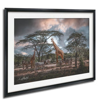 A framed photograph depicting a group of giraffes and zebras in a natural setting, with a cloudy sky in the background.