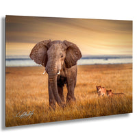 A majestic elephant stands in a golden grassy field, with two lions resting nearby, creating a serene and captivating scene.