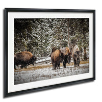 A group of bison standing in a snowy field, surrounded by snow-covered trees.