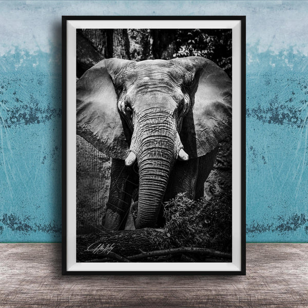 A black and white photograph of an elephant standing in front of a tree, with its large ears and trunk prominently featured.