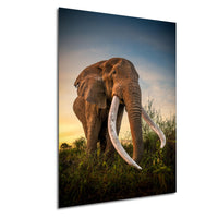 A large elephant with long tusks stands in a grassy field, facing the camera.