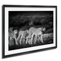 A group of cheetahs walking together in a field, captured in a black and white photograph.