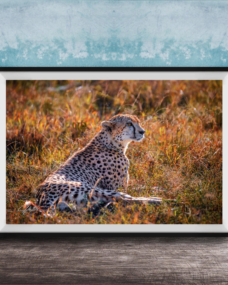 A cheetah resting in a grassy field with a blue wall in the background.
