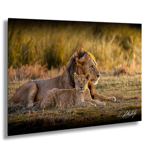 A lion and its cub resting together in a grassy field, with the lion's head resting on the cub's back.