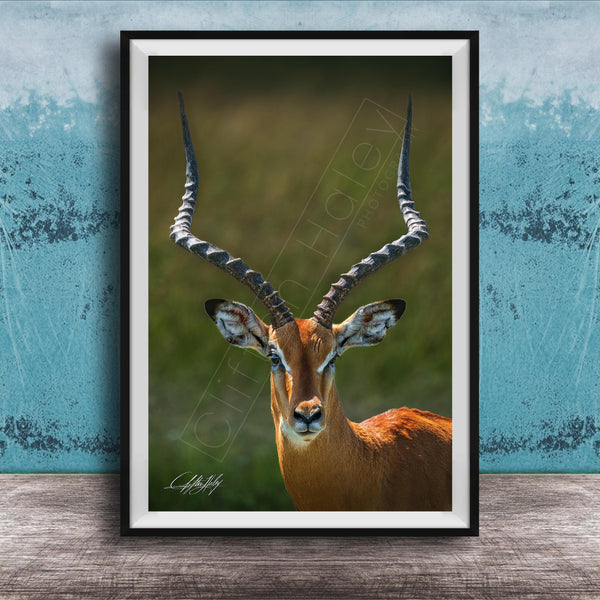 A close-up portrait of an impala, a large antelope species, with its distinctive curved horns prominently displayed.