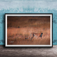 A cheetah is captured in mid-stride, running through a field of tall grass.