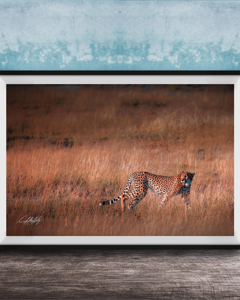 A cheetah is captured in mid-stride, running through a field of tall grass.