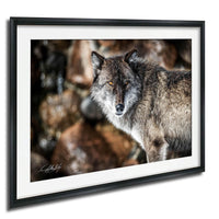A close-up portrait of a wolf, with its piercing eyes and intense gaze, set against a backdrop of rocks and foliage.