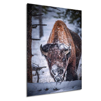 A large brown bison with a snowy head and horns stands in a snowy forest, surrounded by snow-covered trees and bushes.