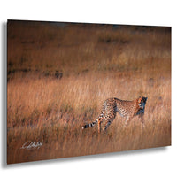 Maasai Mara wildlife, cheetah safari Kenya, Kenya travel photography, endangered big cats, African safari photography, wildlife conservation, Maasai culture, best safari locations, cheetah close-up photo, big cats in Africa, Kenya’s best photography