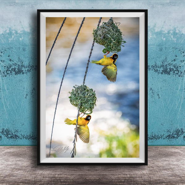 A framed photograph of two yellow birds perched on a branch, with one bird in flight and the other perched on a nest.